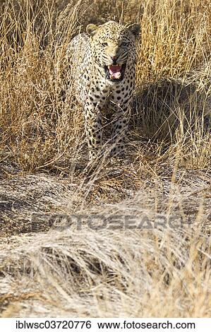 "Leopard (Panthera pardus) in the high grass, Dusternbrook, Otjozondjupa Region, Namibia, Africa" View Large Photo Image Stock Photograph - "Leopard (Panthera pardus) in the high grass, Dusternbrook, Otjozondjupa Region, Namibia, Africa". Fotosearch