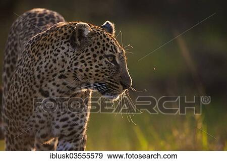 "Leopard (Panthera pardus) in the evening light, Massai Mara, Serengeti, Rift Valley province, Kenya, Africa" View Large Photo Image Stock Photo - "Leopard (Panthera pardus) in the evening light, Massai Mara, Serengeti, Rift Valley province, Kenya, Africa". Fotosearch