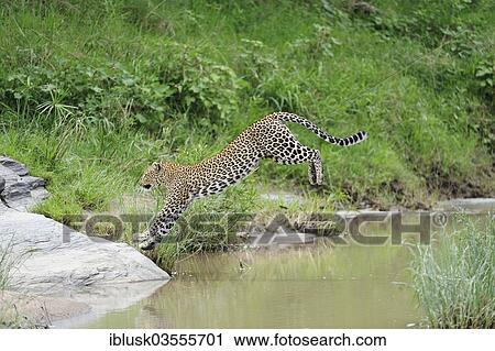 Stock Image - "Leopard (Panthera pardus) jumping over the Talek River, Massai Mara, Serengeti, Rift Valley province, Kenya, Africa". Fotosearch