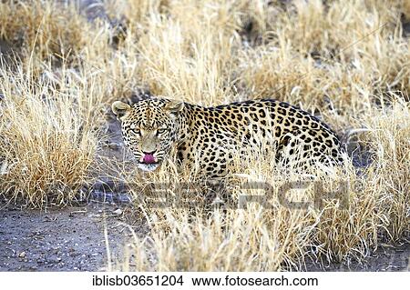 "Leopard (Panthera pardus), Khomas Region, Namibia, Africa" View Large Photo Image Picture - "Leopard (Panthera pardus), Khomas Region, Namibia, Africa". Fotosearch