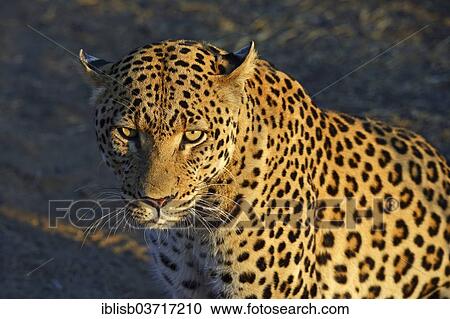 "Leopard (Panthera pardus), Khomas Region, Namibia, Africa" View Large Photo Image Stock Image - "Leopard (Panthera pardus), Khomas Region, Namibia, Africa". Fotosearch