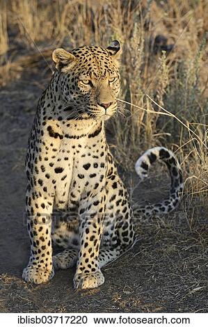 Stock Image - "Leopard (Panthera pardus), Khomas Region, Namibia, Africa". Fotosearch