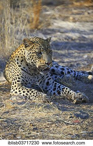 "Leopard (Panthera pardus), Khomas Region, Namibia, Africa" View Large Photo Image Stock Image - "Leopard (Panthera pardus), Khomas Region, Namibia, Africa". Fotosearch
