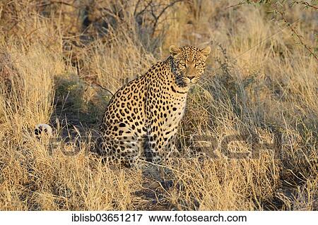 Stock Photo - "Leopard (Panthera pardus), Khomas Region, Namibia, Africa". Fotosearch