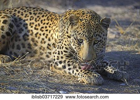 "Leopard (Panthera pardus), Khomas Region, Namibia, Africa" View Large Photo Image Stock Photo - "Leopard (Panthera pardus), Khomas Region, Namibia, Africa". Fotosearch