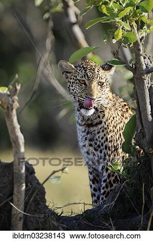 Stock Image - "Leopard (Panthera pardus) licking its mouth, Moremi Game Reserve, Botswana, Africa". Fotosearch