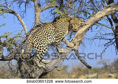 Stock Photo - "Leopard (Panthera pardus) looking out from a tree, Khomas Region, Namibia, Africa". Fotosearch