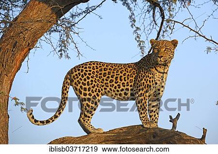 Stock Photo - "Leopard (Panthera pardus) looking out from a tree, Khomas Region, Namibia, Africa". Fotosearch