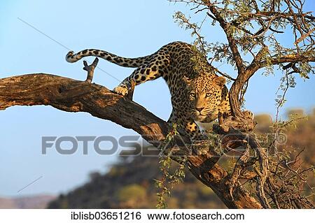 "Leopard (Panthera pardus) looking out from a tree in morning light, Khomas Region, Namibia, Africa" View Large Photo Image Stock Photograph - "Leopard (Panthera pardus) looking out from a tree in morning light, Khomas Region, Namibia, Africa". Fotosearch