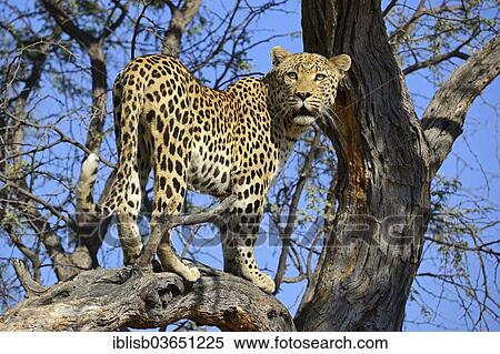 "Leopard (Panthera pardus) looking out from a tree, Khomas Region, Namibia, Africa" View Large Photo Image Stock Photography - "Leopard (Panthera pardus) looking out from a tree, Khomas Region, Namibia, Africa". Fotosearch