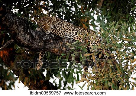 Stock Photo - "Leopard (Panthera pardus), North Bridge Camp, Moremi Game Reserve, Botswana, Africa". Fotosearch