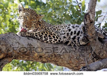 "Leopard (Panthera pardus), North Bridge Camp, Moremi Game Reserve, Botswana, Africa" View Large Photo Image Stock Photo - "Leopard (Panthera pardus), North Bridge Camp, Moremi Game Reserve, Botswana, Africa". Fotosearch