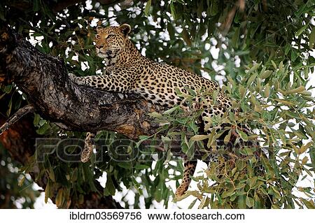 Stock Photograph - "Leopard (Panthera pardus), North Bridge Camp, Moremi Game Reserve, Botswana, Africa". Fotosearch