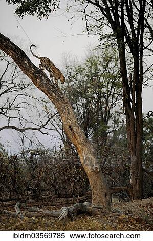 Stock Photography - "Leopard (Panthera pardus), North Bridge Camp, Moremi Game Reserve, Botswana, Africa". Fotosearch