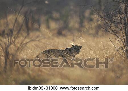 "Leopard (Panthera pardus), North-West District, Botswana, Africa" View Large Photo Image Stock Photo - "Leopard (Panthera pardus), North-West District, Botswana, Africa". Fotosearch