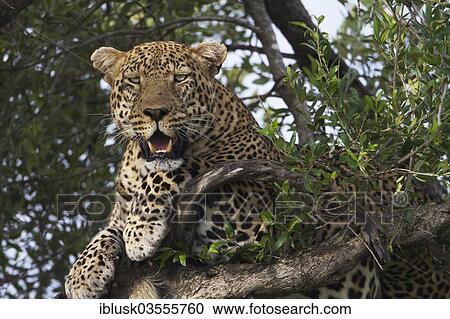 Stock Image - "Leopard (Panthera pardus) on a tree, Massai Mara, Serengeti, Rift Valley province, Kenya, Africa". Fotosearch