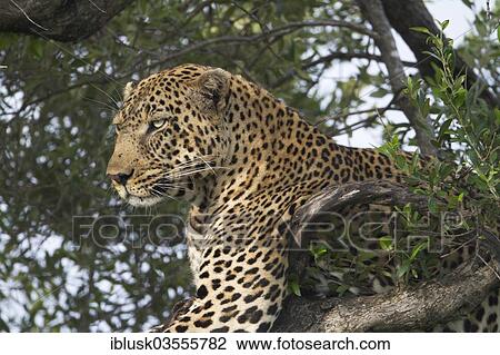 "Leopard (Panthera pardus) on a tree, Massai Mara, Serengeti, Rift Valley province, Kenya, Africa" View Large Photo Image Stock Image - "Leopard (Panthera pardus) on a tree, Massai Mara, Serengeti, Rift Valley province, Kenya, Africa". Fotosearch
