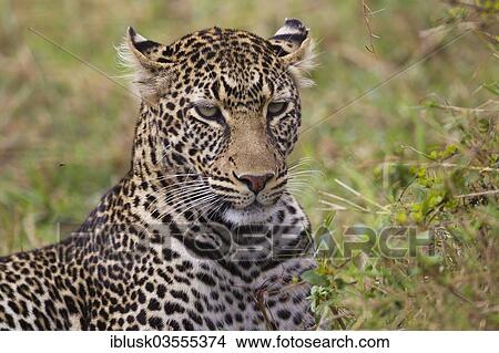 "Leopard (Panthera pardus), portrait, Massai Mara, Serengeti, Rift Valley province, Kenya, Africa" View Large Photo Image Picture - "Leopard (Panthera pardus), portrait, Massai Mara, Serengeti, Rift Valley province, Kenya, Africa". Fotosearch