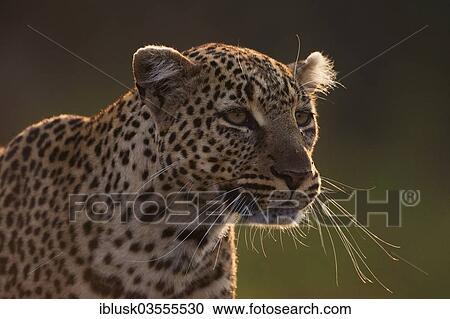 "Leopard (Panthera pardus), portrait, in the evening light, Massai Mara, Serengeti, Rift Valley province, Kenya, Africa" View Large Photo Image Stock Image - "Leopard (Panthera pardus), portrait, in the evening light, Massai Mara, Serengeti, Rift Valley province, Kenya, Africa". Fotosearch