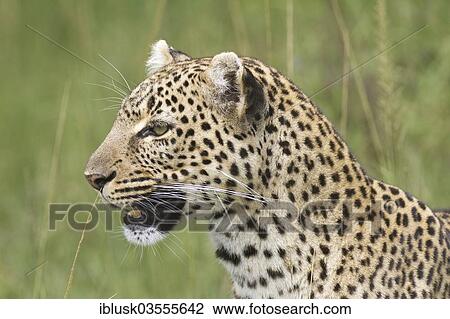 "Leopard (Panthera pardus), portrait, Massai Mara, Serengeti, Rift Valley province, Kenya, Africa" View Large Photo Image Stock Image - "Leopard (Panthera pardus), portrait, Massai Mara, Serengeti, Rift Valley province, Kenya, Africa". Fotosearch
