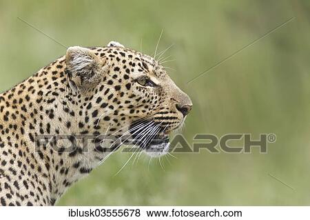 Stock Photo - "Leopard (Panthera pardus), portrait, Massai Mara, Serengeti, Rift Valley province, Kenya, Africa". Fotosearch