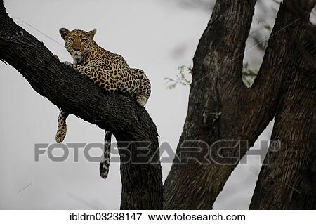 Stock Photo - "Leopard (Panthera pardus) resting on a tree, Moremi Game Reserve, Botswana, Africa". Fotosearch