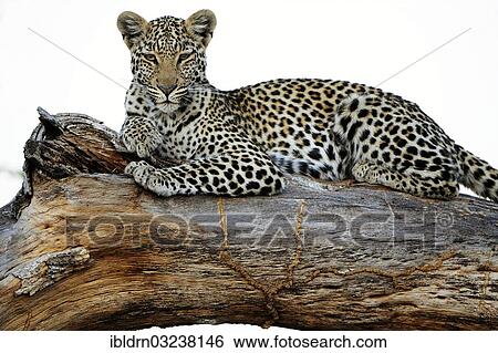 "Leopard (Panthera pardus) resting on a tree trunk, Moremi Game Reserve, Botswana, Africa" View Large Photo Image Stock Photograph - "Leopard (Panthera pardus) resting on a tree trunk, Moremi Game Reserve, Botswana, Africa". Fotosearch