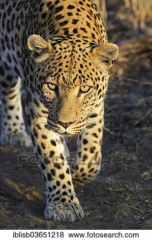 Stock Photo - "Leopard (Panthera pardus) roaming its territory, Khomas Region, Namibia, Africa". Fotosearch