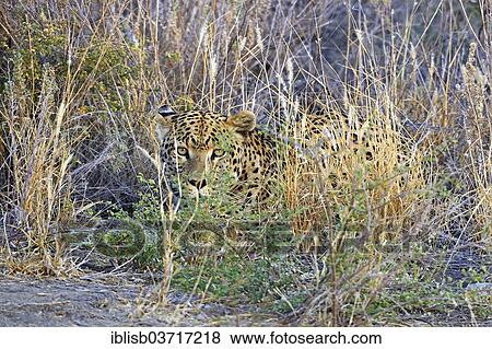 "Leopard (Panthera pardus) roaming its territory, Khomas Region, Namibia, Africa" View Large Photo Image Stock Photo - "Leopard (Panthera pardus) roaming its territory, Khomas Region, Namibia, Africa". Fotosearch
