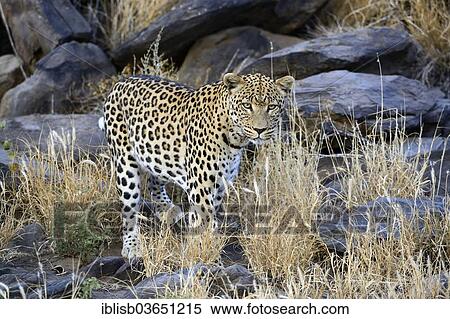 "Leopard (Panthera pardus) roaming its territory, Khomas Region, Namibia, Africa" View Large Photo Image Stock Photography - "Leopard (Panthera pardus) roaming its territory, Khomas Region, Namibia, Africa". Fotosearch