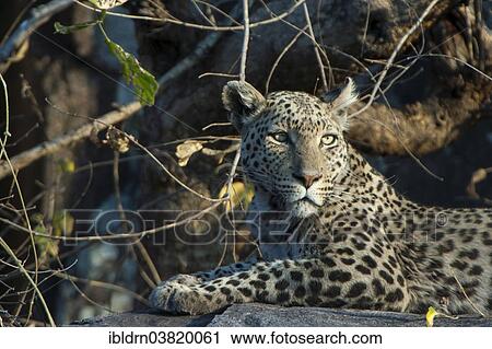 "Leopard (Panthera pardus), Savute, Chobe National Park, Botswana, Africa" View Large Photo Image Stock Image - "Leopard (Panthera pardus), Savute, Chobe National Park, Botswana, Africa". Fotosearch
