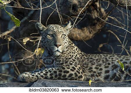 Stock Image - "Leopard (Panthera pardus), Savute, Chobe National Park, Botswana, Africa". Fotosearch