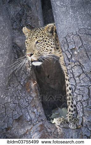 "Leopard (Panthera pardus), Savute, North-West District, Botswana, Africa" View Large Photo Image Stock Photo - "Leopard (Panthera pardus), Savute, North-West District, Botswana, Africa". Fotosearch
