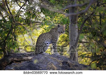 Stock Image - "Leopard (Panthera pardus), Savuti, Chobe National Park, Botswana, Africa". Fotosearch