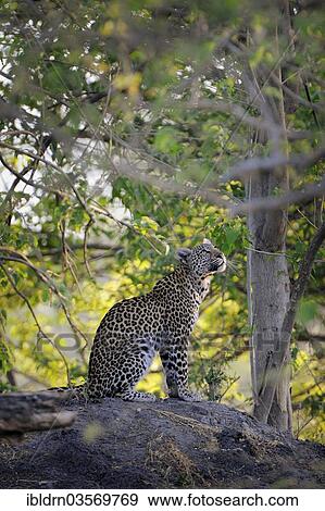 Stock Photo - "Leopard (Panthera pardus), Savuti, Chobe National Park, Botswana, Africa". Fotosearch