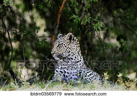 Stock Photo - "Leopard (Panthera pardus), Savuti, Chobe National Park, Botswana, Africa". Fotosearch