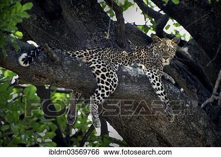 "Leopard (Panthera pardus), Savuti, Chobe National Park, Botswana, Africa" View Large Photo Image Stock Photograph - "Leopard (Panthera pardus), Savuti, Chobe National Park, Botswana, Africa". Fotosearch