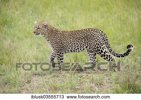 "Leopard (Panthera pardus) searching for prey, Massai Mara, Serengeti, Rift Valley province, Kenya, Africa" View Large Photo Image Stock Image - "Leopard (Panthera pardus) searching for prey, Massai Mara, Serengeti, Rift Valley province, Kenya, Africa". Fotosearch