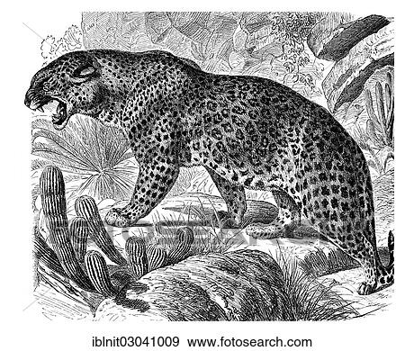 "Leopard (Panthera pardus), illustration from Meyers Encyclopedia, 1897" View Large Photo Image Stock Photo - "Leopard (Panthera pardus), illustration from Meyers Encyclopedia, 1897". Fotosearch