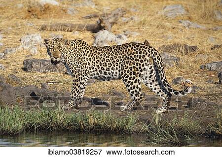 Stock Photo - "Leopard (Panthera pardus), waterhole, Etosha National Park, Namibia, Africa". Fotosearch