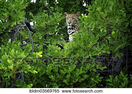 Stock Photography - "Leopard (Panthera pardus), Xakanaxa Camp, Moremi Wildlife Reserve, Botswana, Africa". Fotosearch