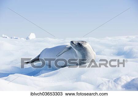 "Leopard Seal (Hydrurga leptonyx) lying on an ice floe, Antarctica" View Large Photo Image Stock Image - "Leopard Seal (Hydrurga leptonyx) lying on an ice floe, Antarctica". Fotosearch
