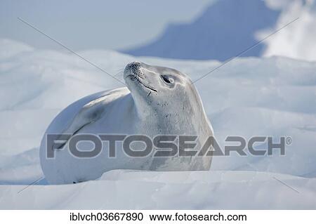 Stock Image - "Leopard Seal (Hydrurga leptonyx) lying on an ice floe, Antarctica". Fotosearch