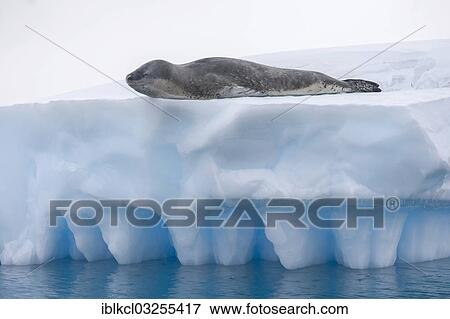 "Leopard Seal (Hydrurga leptonyx) lying on an iceberg, Pleneau Bay, Antarctic Peninsula, Antarctica" View Large Photo Image Stock Photo - "Leopard Seal (Hydrurga leptonyx) lying on an iceberg, Pleneau Bay, Antarctic Peninsula, Antarctica". Fotosearch