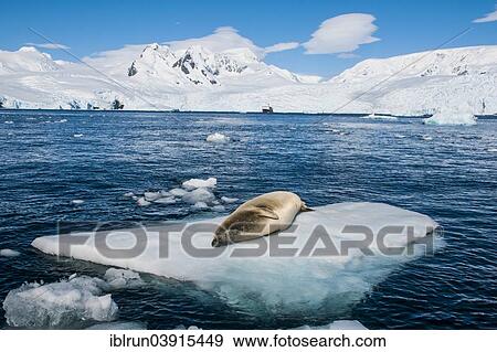 "Leopard Seal (Hydrurga leptonyx) lying on an ice floe, Cierva Cove, Chavdar Peninsula, Antarctica" View Large Photo Image Stock Photo - "Leopard Seal (Hydrurga leptonyx) lying on an ice floe, Cierva Cove, Chavdar Peninsula, Antarctica". Fotosearch