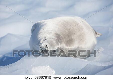 Stock Photography - "Leopard Seal (Hydrurga leptonyx) lying on an ice floe, asleep, Antarctica". Fotosearch