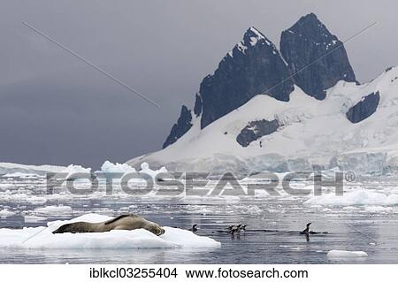 "Leopard Seal (Hydrurga leptonyx), male, sleeping on an ice floe, and Gentoo Penguins (Pygoscelis papua) swimming in the water, in front of icebergs and mountains, Errera Channel, Graham Land, Antarctic Peninsula, Antarctica" View Large Photo Image Picture - "Leopard Seal (Hydrurga leptonyx), male, sleeping on an ice floe, and Gentoo Penguins (Pygoscelis papua) swimming in the water, in front of icebergs and mountains, Errera Channel, Graham Land, Antarctic Peninsula, Antarctica". Fotosearch