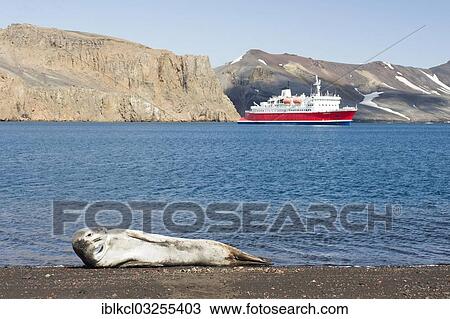 Stock Image - "Leopard Seal (Hydrurga leptonyx), female, resting on a beach, expedition cruise ship MS Expedition at the rear, Whalers Bay, Deception Island, South Shetland Islands, Antarctic Peninsula, Antarctica". Fotosearch