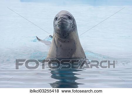 "Leopard Seal (Hydrurga leptonyx), jumping curiously out of the water, Plenau Bay, Antarctic Peninsula, Antarctica" View Large Photo Image Stock Photo - "Leopard Seal (Hydrurga leptonyx), jumping curiously out of the water, Plenau Bay, Antarctic Peninsula, Antarctica". Fotosearch