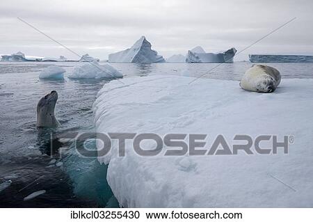 "Leopard Seals (Hydrurga leptonyx), on an iceberg and swimming, asleep and curious, Plenau Bay, Antarctic Peninsula, Antarctica" View Large Photo Image Stock Image - "Leopard Seals (Hydrurga leptonyx), on an iceberg and swimming, asleep and curious, Plenau Bay, Antarctic Peninsula, Antarctica". Fotosearch